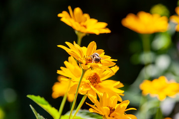 Bumblebee sucks nectar on a yellow flower