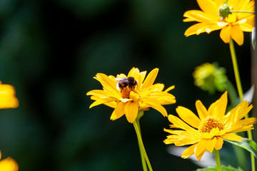 Bumblebee on a yellow flower