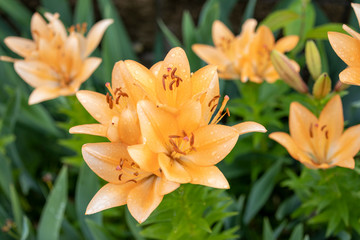 bouquet of yellow tender lilies in the garden after the rain
