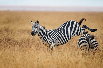 Zebras fighting in the savannah.