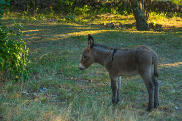 Âne de Provence