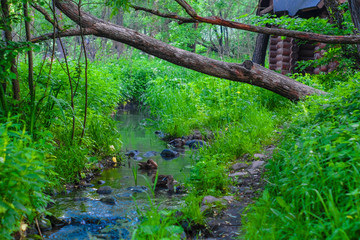 image of a river in the forest and ducks swimming in it