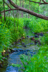 Fototapeta na wymiar image of a river in the forest and ducks swimming in it