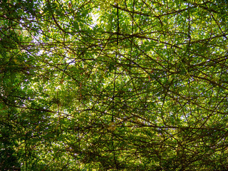 Natural climbing ivy sunblock ceiling