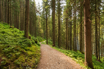 Fototapeta na wymiar Idylischer Weg durch den Wald