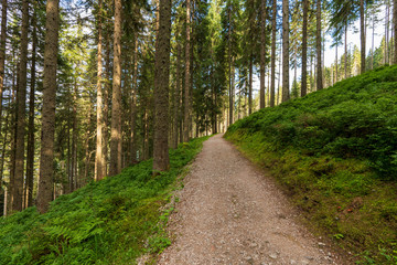 Idylischer Waldwanderweg