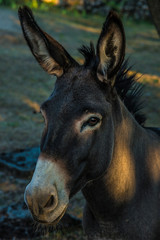 &Acirc;ne de Provence