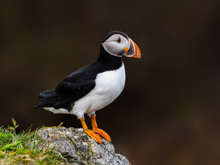 Atlantic Puffin Standing on Cliff's Rock, Portrait