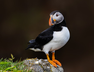Atlantic Puffin Standing on Cliff's Rock, Portrait