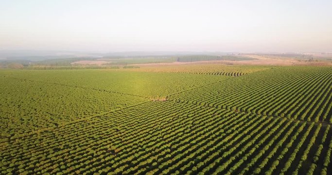 Very high panoramic view of a beautiful coffee plantation in Sao Paulo state Brazil. Horizon and sunlight in sight.
