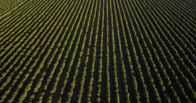 Beautiful panoramic view of a coffee plantation in Sao Paulo state Brazil. High flight from right to left.