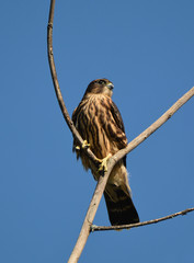 Black Merlin Falcon