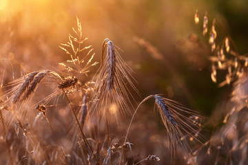 Golden hour view of dry grass and wheat