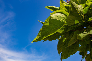 A branch of green foliage against a blue sky