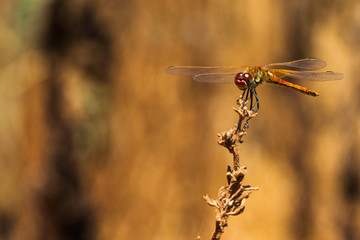 Dragonfly resting on a branch of the field, on a light background, orange. Macro. Nature and insects.