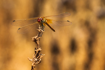 Dragonfly resting on a branch of the field, on a light background, orange. Macro. Nature and...