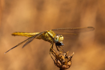 Dragonfly resting on a branch of the field, on a light background. Macro. Nature and insects.