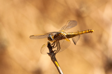 Dragonfly resting on a branch of the field, on a light background, orange. Macro. Nature and insects.