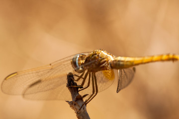 Dragonfly resting on a branch of the field, on a light background, orange. Macro. Nature and insects.
