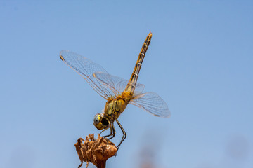 Dragonfly resting on a branch of the field, on a light background, orange. Macro. Nature and...