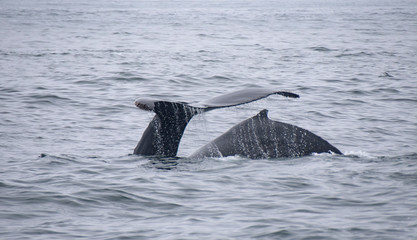 Fototapeta premium Two Humpback Whales in Monterey Bay