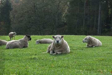 Fototapeta premium Sheep in the countryside in Scotland lying on green wet grass.