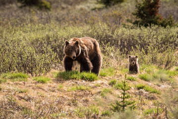 Grizzly bear and her cub in Jasper national park, Canada