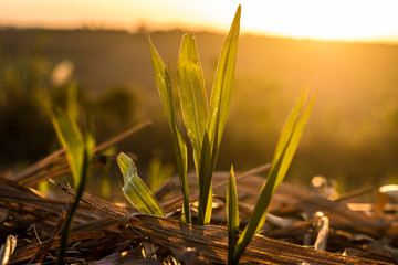 grass and flowers