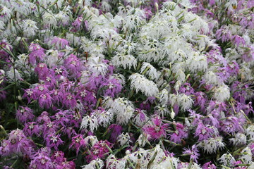 Obraz premium Colours In The Garden, U of A Botanic Gardens, Devon, Alberta