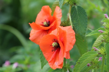 Poppies In The Garden, U of A Botanic Gardens, Devon, Alberta