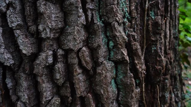Trunk of a huge tree. Tree bark shooting in the forest.