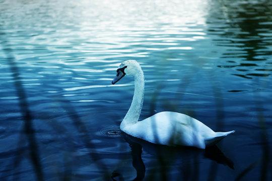 Beautiful bird white Swan pictures on tree background