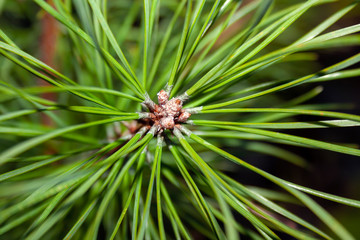 Naklejka na ściany i meble Pine needles close-up. Original abstract background for design and decoration Wallpaper.