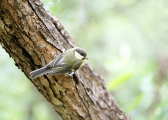 Beautiful bird the bird on the tree photo closeup