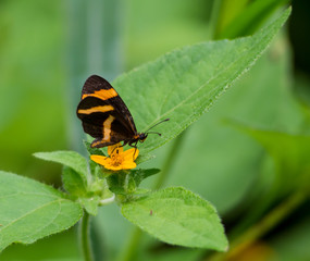 Butterfly on Flower