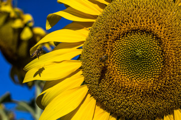 sunflower and bee