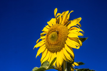 sunflower with blue sky