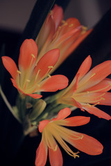 orange Mexican flowers azucena
