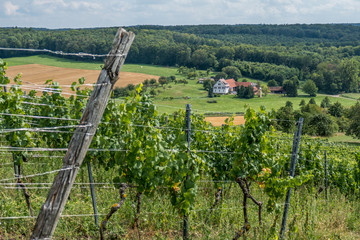 Weianbau im Sommer
