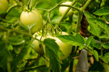 Green tomatoes on a branch in the garden. Tomatoes in the garden among green leaves