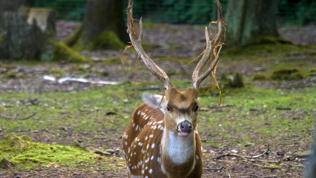 An axis deer stands facing the camera, flickers its ears and looks to the left, then lowers its head.