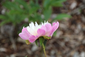Peony In Bloom, U of A Botanic Gardens, Devon, Alberta
