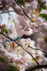 Fototapeta premium Last of the Cherry Blossom