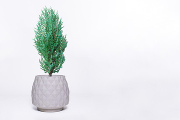 Juniperus Chinensis vase isolated on white.