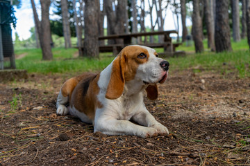 beagle in the park