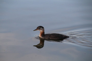 Red Necked Grebe On The Water, Elk Island National Park, Alberta