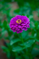 Obraz premium Flor lila con fondo verde.