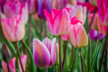 Tulip Calendar