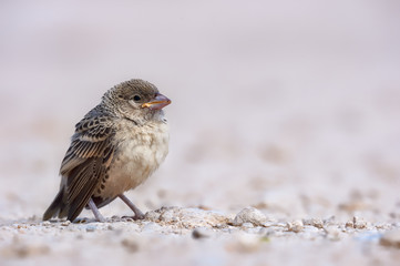 Little, cute baby bird.