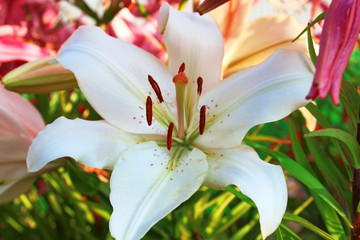 White flower lily. Close-up. Background. Texture.